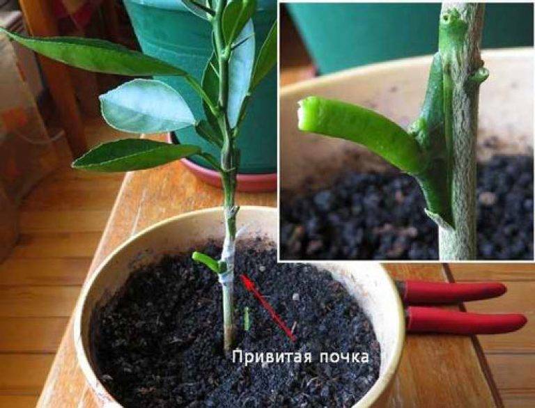 ᐉ как и когда прививать лимон в домашних условиях - godacha.ru