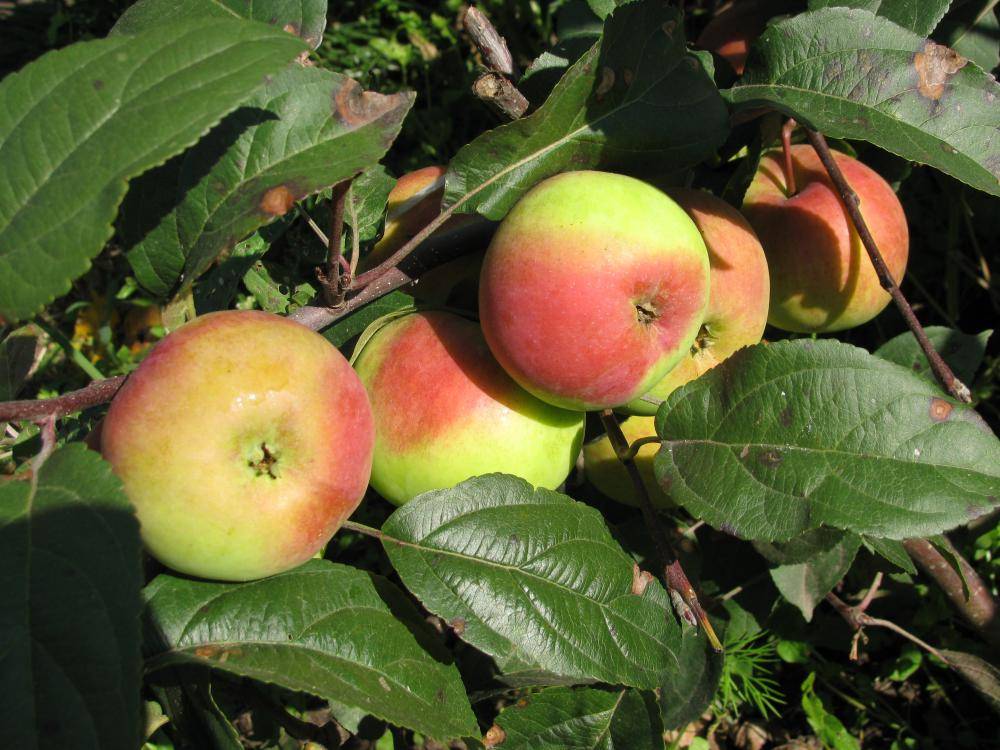 Описание сорта яблони краса свердловска