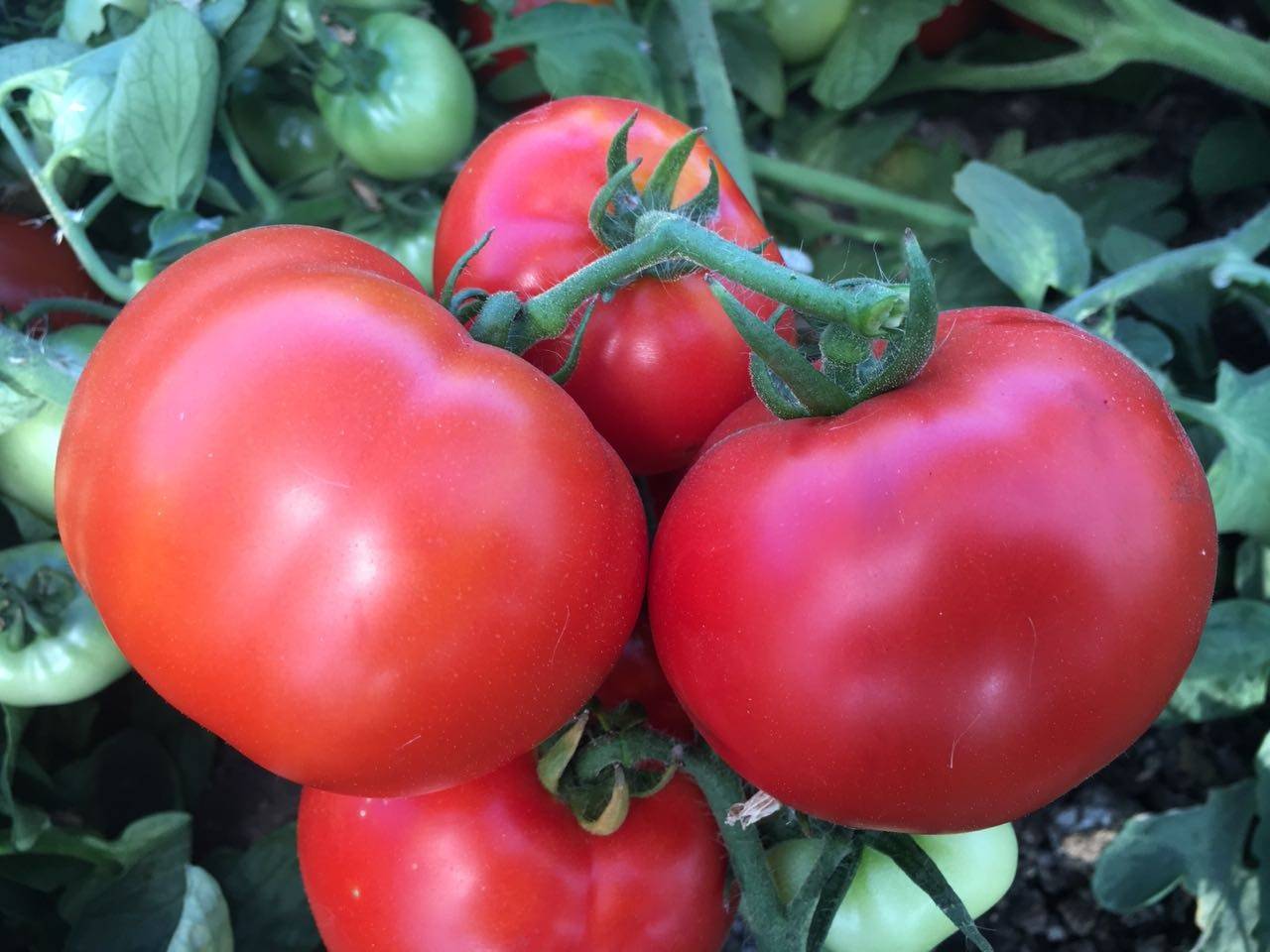 Томат персей: характеристика, описание сорта, отзывы, фото, урожайность – все о помидорках