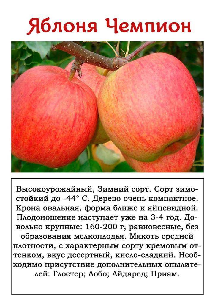 Описание сорта яблони ренет черненко: фото яблок, важные характеристики, урожайность с дерева