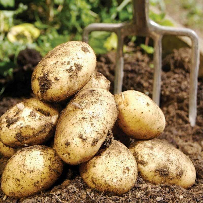 Характеристика и описание картофеля «адретта» с фото и отзывами