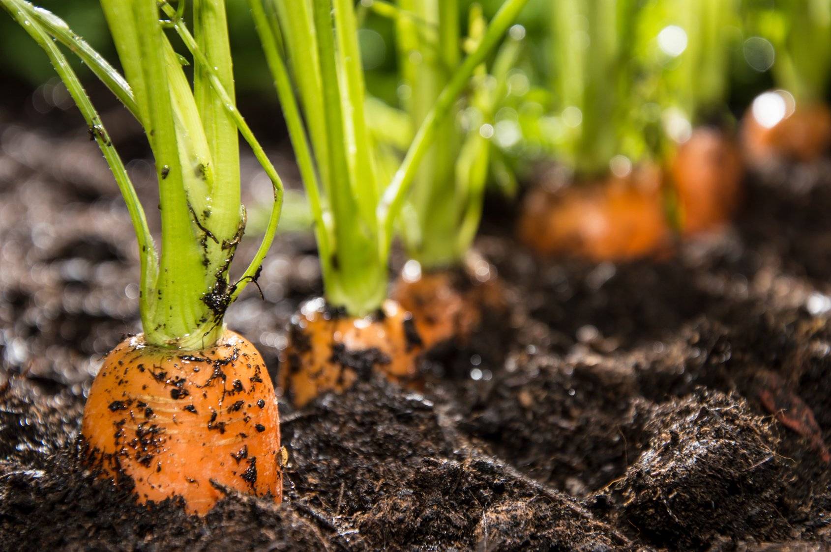 Посадка моркови весной в открытый грунт: сроки посева, пошаговая инструкция