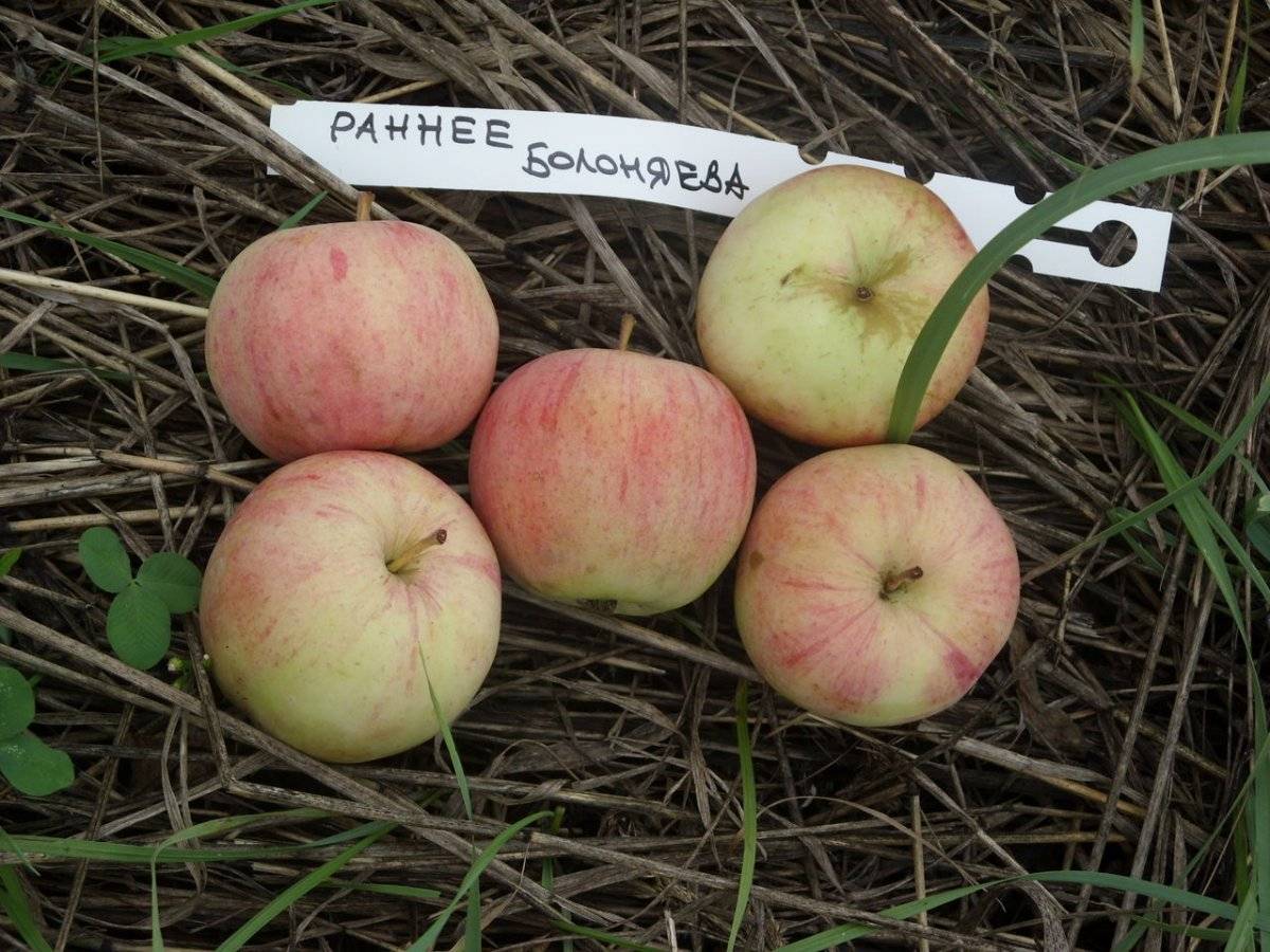 Ранние яблоки сорта названия и фото
