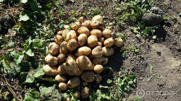 Картофель импала: описание и характеристика сорта, выращивание, отзывы