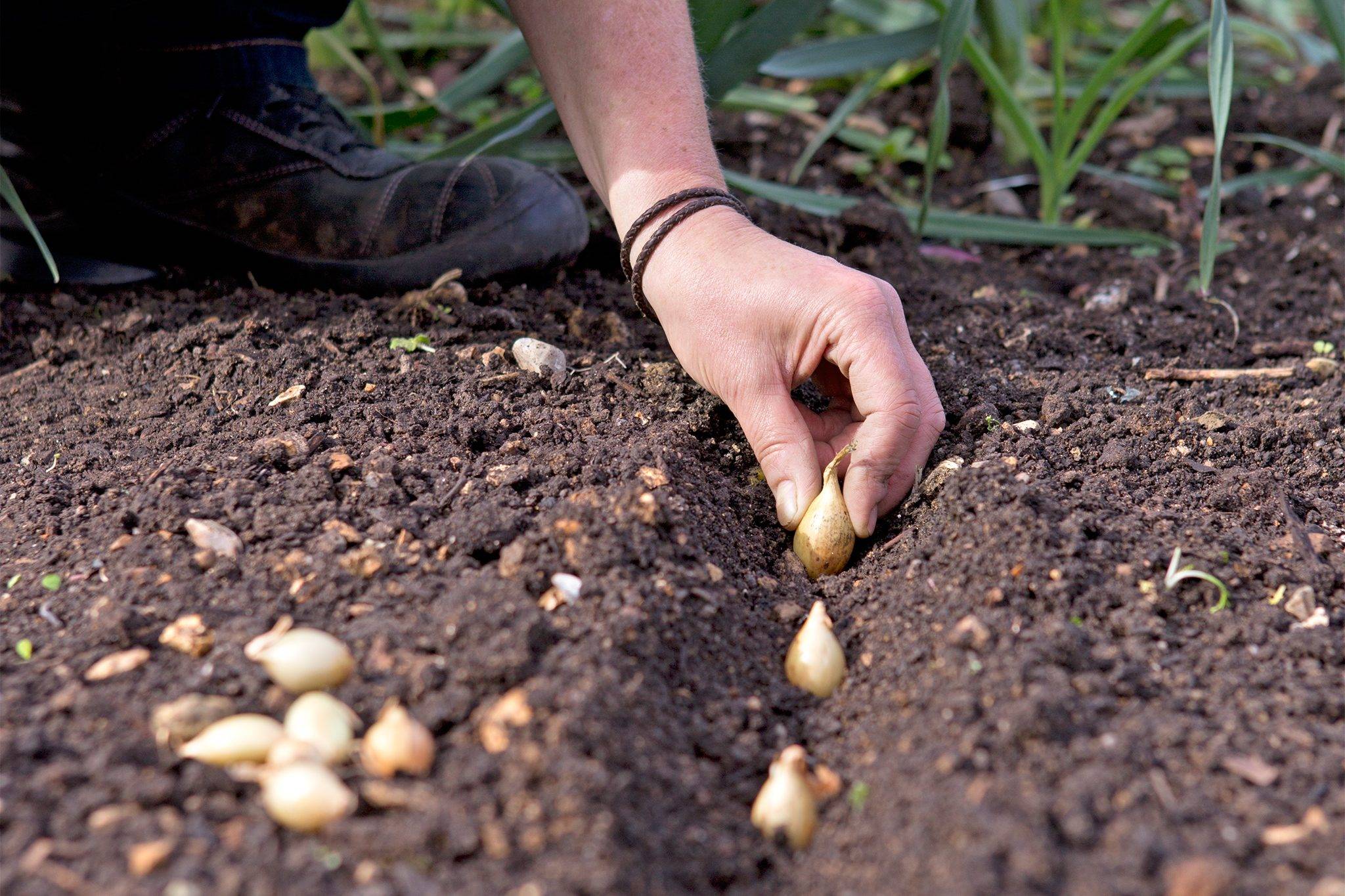 Выращивание лука в открытом грунте: из семян и севка (видео) |