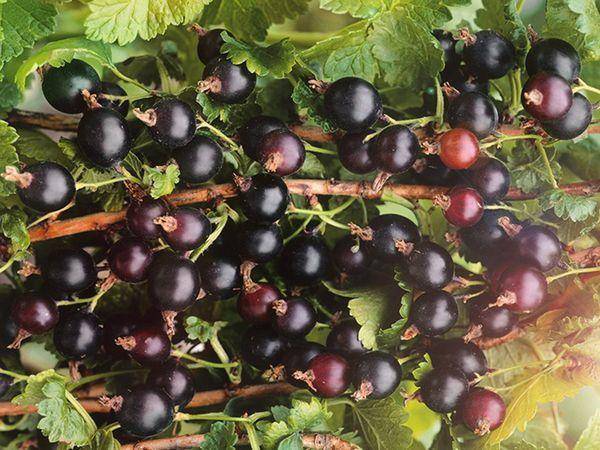 Хорошие сорта смородины крупноплодной: названия красной и черной, описания, фото крупных ягод