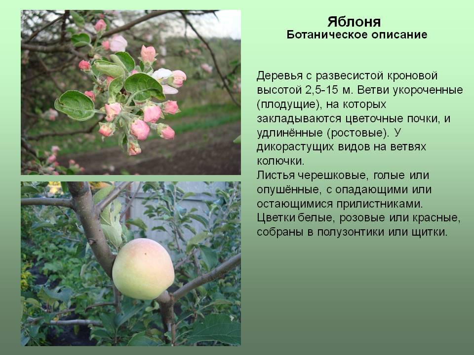 Яблоня относится к растениям. Яблоня карликовая «приземлённое». Яблоня описание дерева. Яблоня краткая характеристика. Описание яблока.