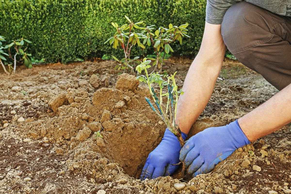 Как и когда лучше пересаживать розы: советы садоводу
