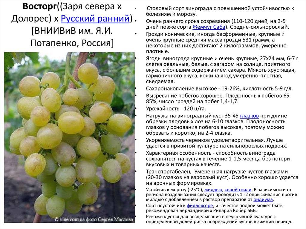 Характеристика сорта винограда «забава»: описание, фото и отзывы о нём