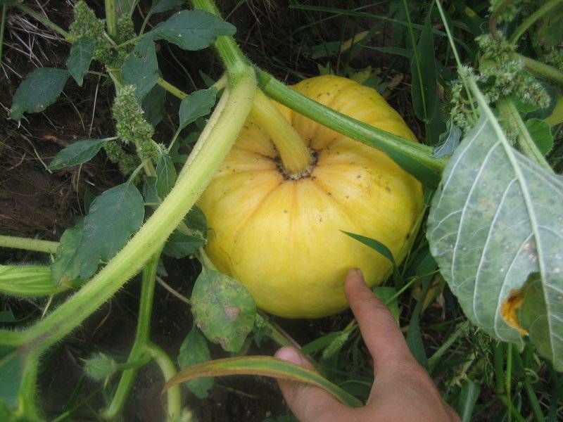 Почему желтеют листья томатов и как этого избежать: 7 главных причин