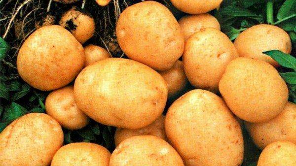 Картофель тулеевский: характеристика и описание сорта, отзывы о картошке, вкусовые качества и особенности выращивания