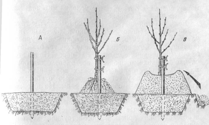 Как правильно посадить грушу на даче: выбор места, подготовка посадочной ямы, схема и технология, размножение семенами, саженцами, особенности ухода