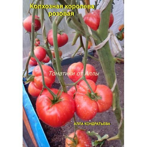 Помидор колхозный урожайный: фото кустов и выращенных томатов, отзывы фермеров со стажем, плюсы и минусы сорта