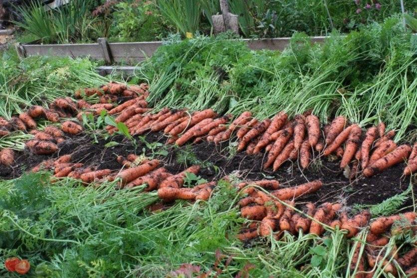 Выращивание моркови. секреты посадки и ухода за морковью