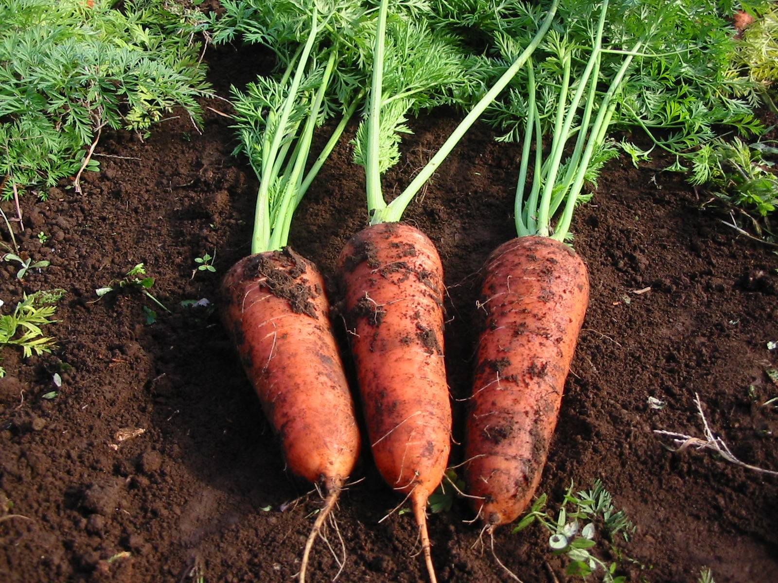 Как вырастить хороший урожай моркови. Морковь короткоплодная сорта. Морковь в огороде. Огород с морковкой. Морковная грядка.