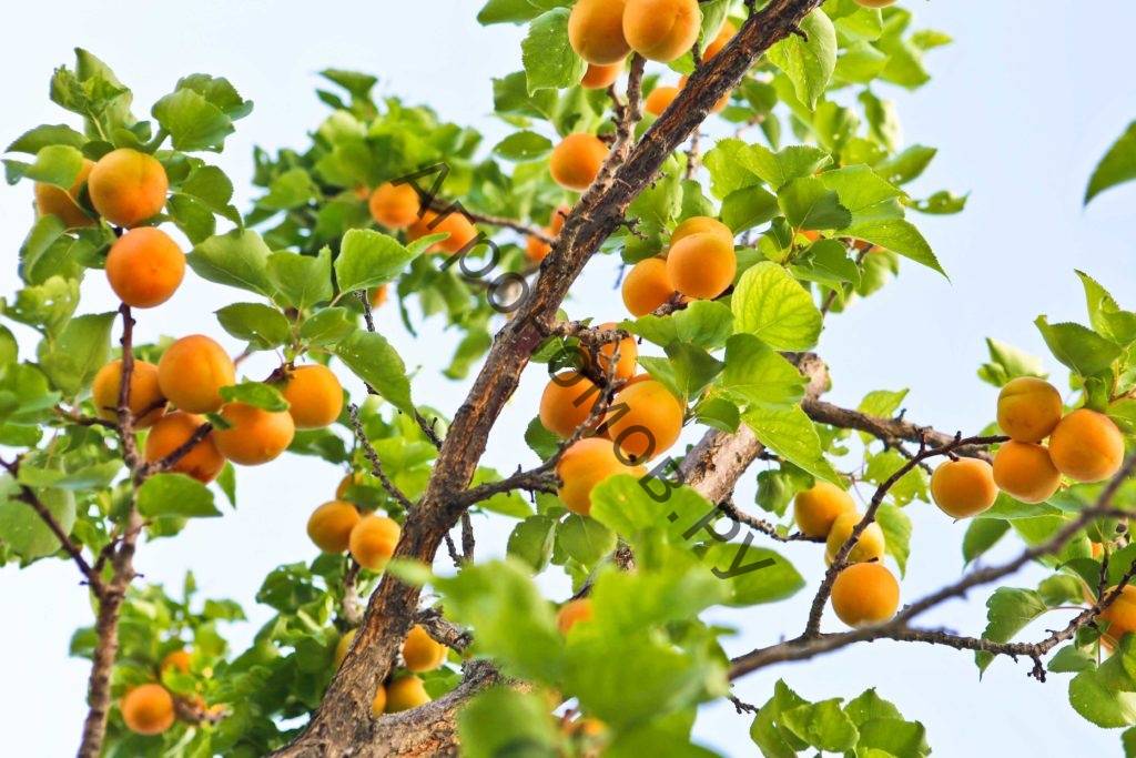 Сорт абрикоса водолей, описание, характеристика и отзывы