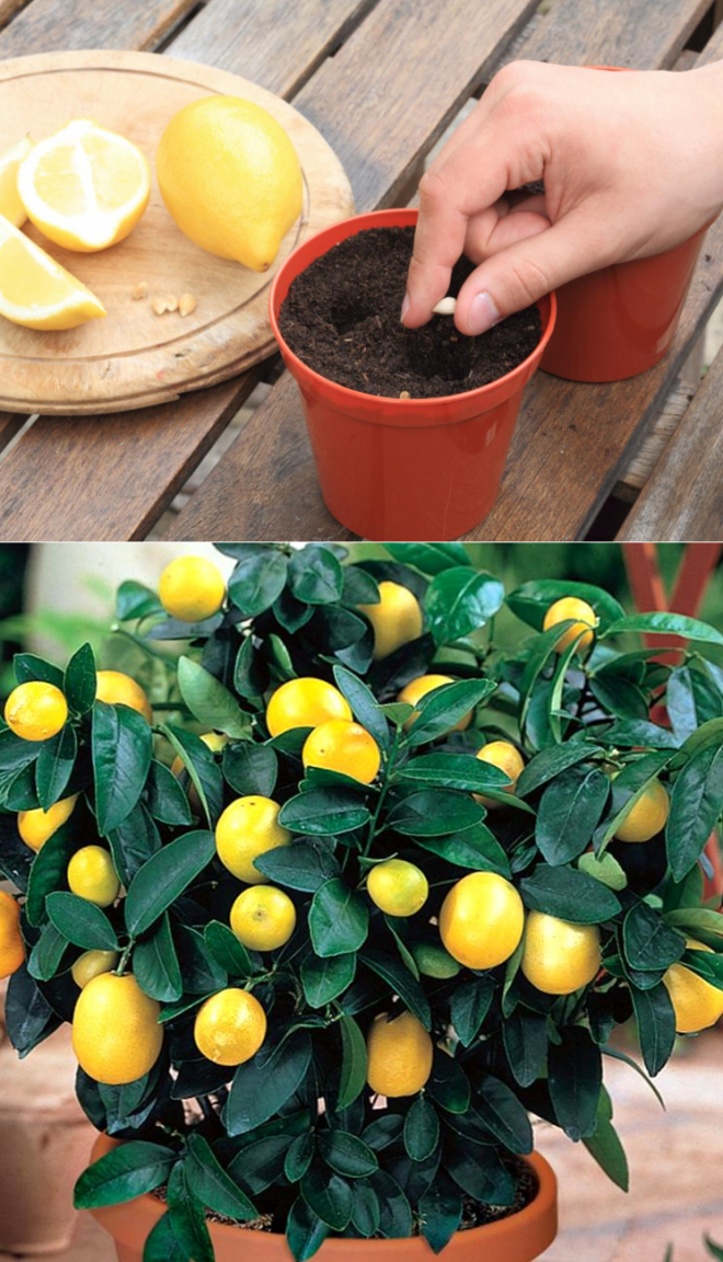 Как вырастить дома из косточки дерево лимона: посадка и уход за лимонным деревом в горшке