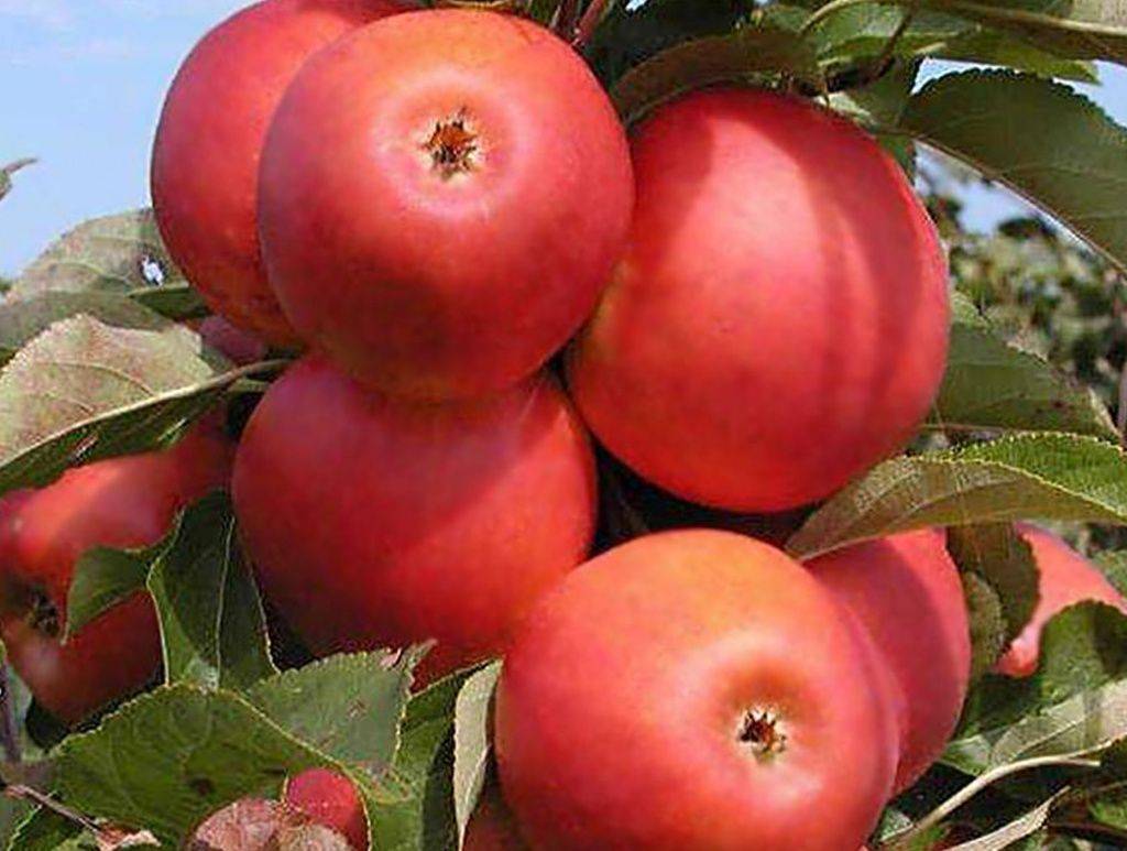 Яблоня сорта строевское: подробная характеристика, особенности выращивания яблони на участке, фото