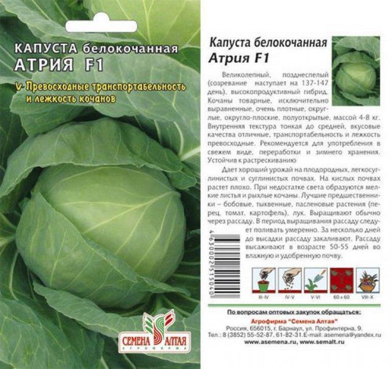Описание сорта капусты центурион f1 и агротехника выращивания - дневник садовода semena-zdes.ru
