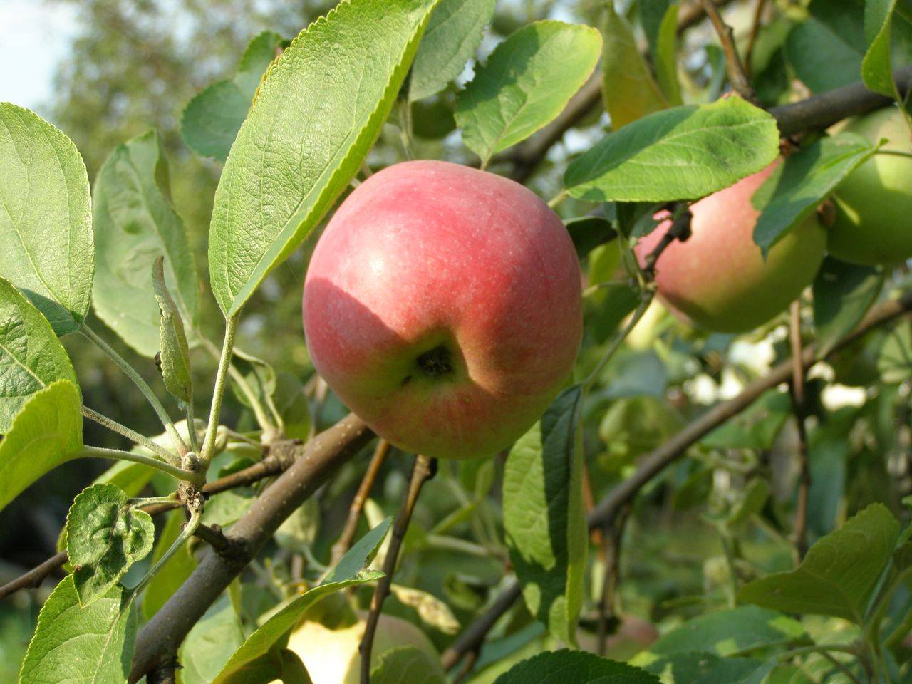 Мельба яблоня гибриды