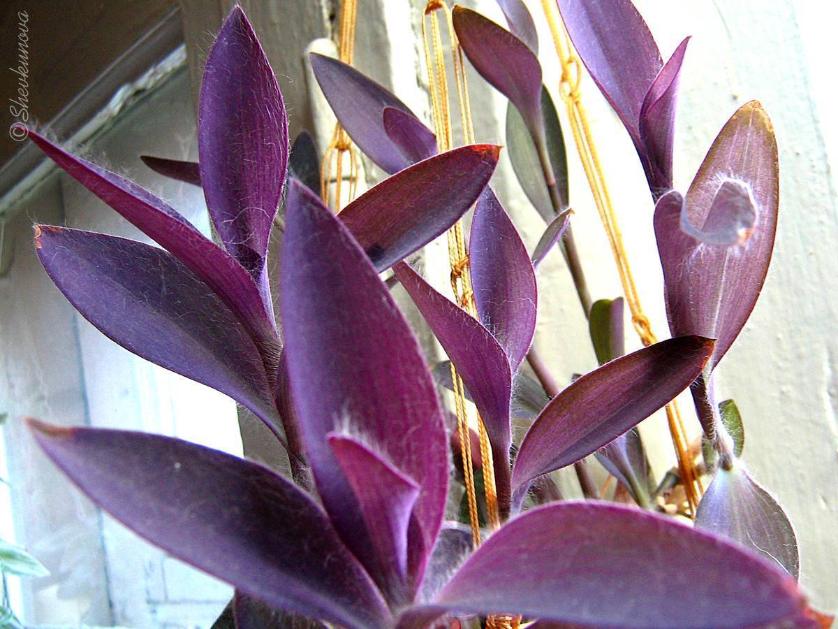 Сеткреазия пурпурная: описание и уход в домашних условиях