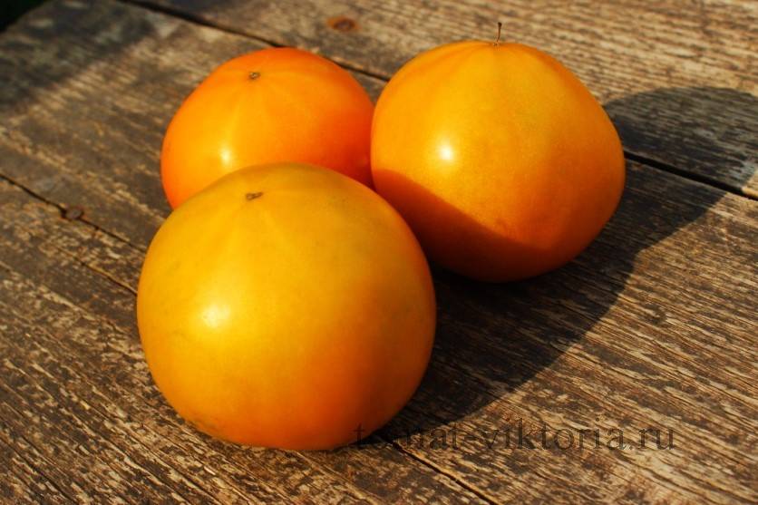 Томат абрикос: особенности сорта