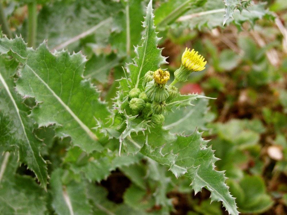 Осот полевой (sonchus arvensis) ⋆ сорные растения