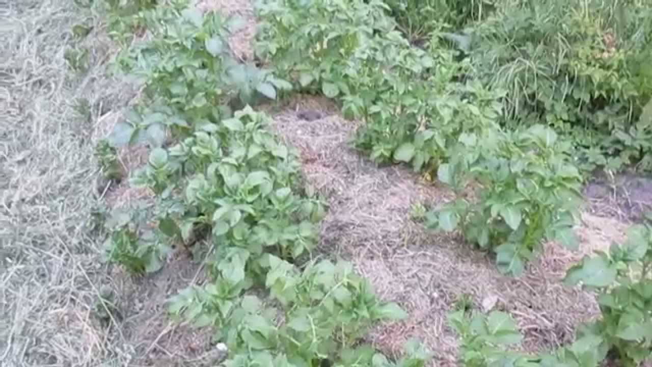 Выращивание картофеля по методу галины кизимы