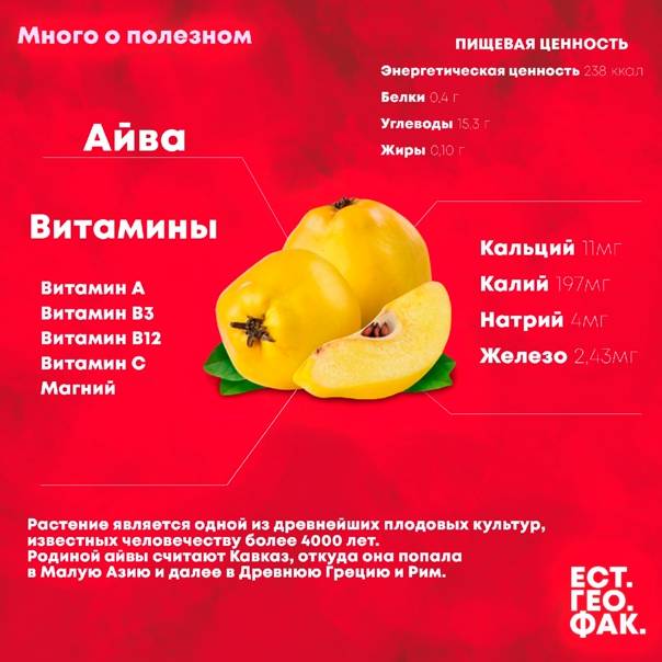 Айва: польза и вред для здоровья удивительного фрукта