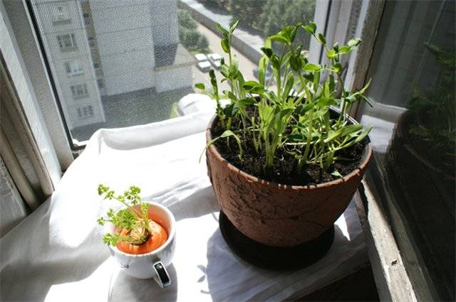 Как прорастить горох на подоконнике на посадку: выращивание в домашних условиях на балконе