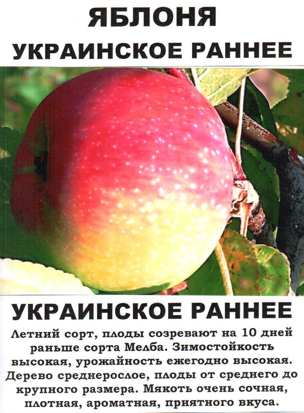 Название яблонь с фото и описанием. Яблоня украинская ранняя. Описание сортов яблок. Сорт яблони украинское раннее. Ранние сорта яблок.