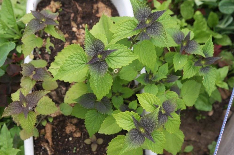 Как посадить мяту на даче: правила выращивания из семян в открытом грунте с фото и видео