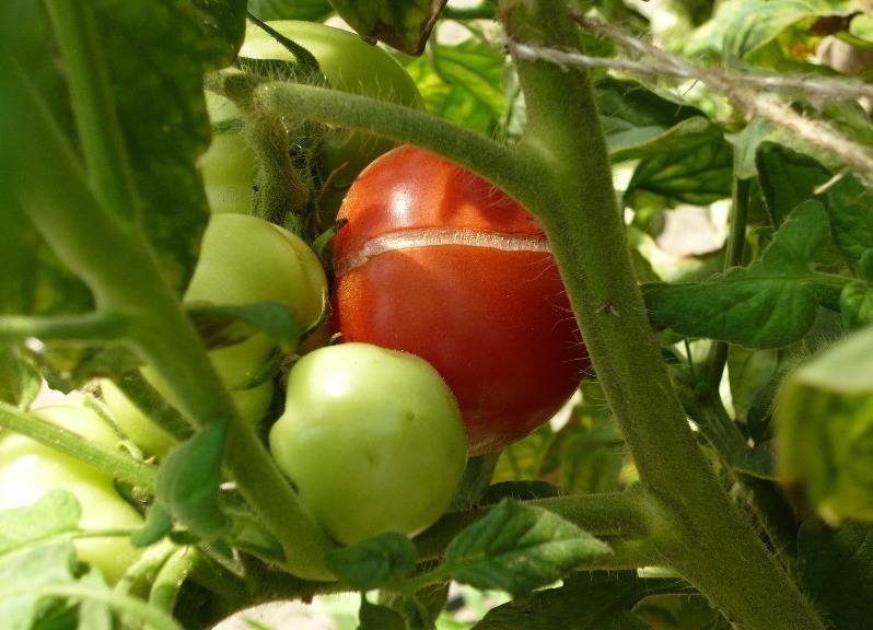 Почему трескаются помидоры в теплице при созревании: почему лопаются томаты в теплице