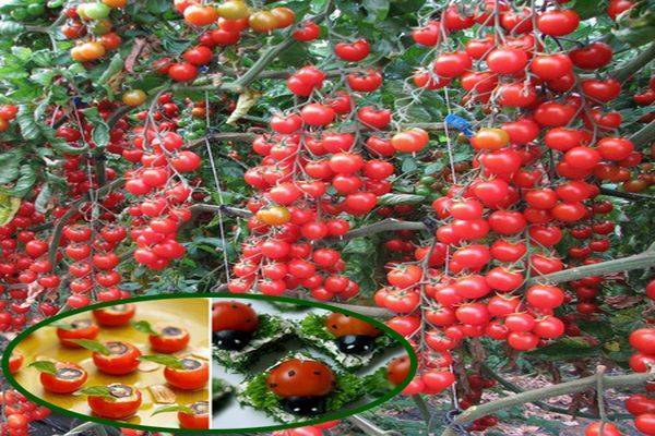 Сорт родом из сибири — томат волшебный каскад f1: описание помидоров черри и их характеристики