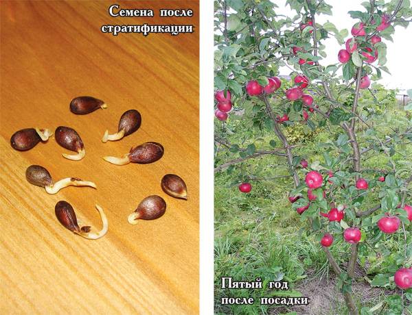 Как вырастить яблоню из семечка