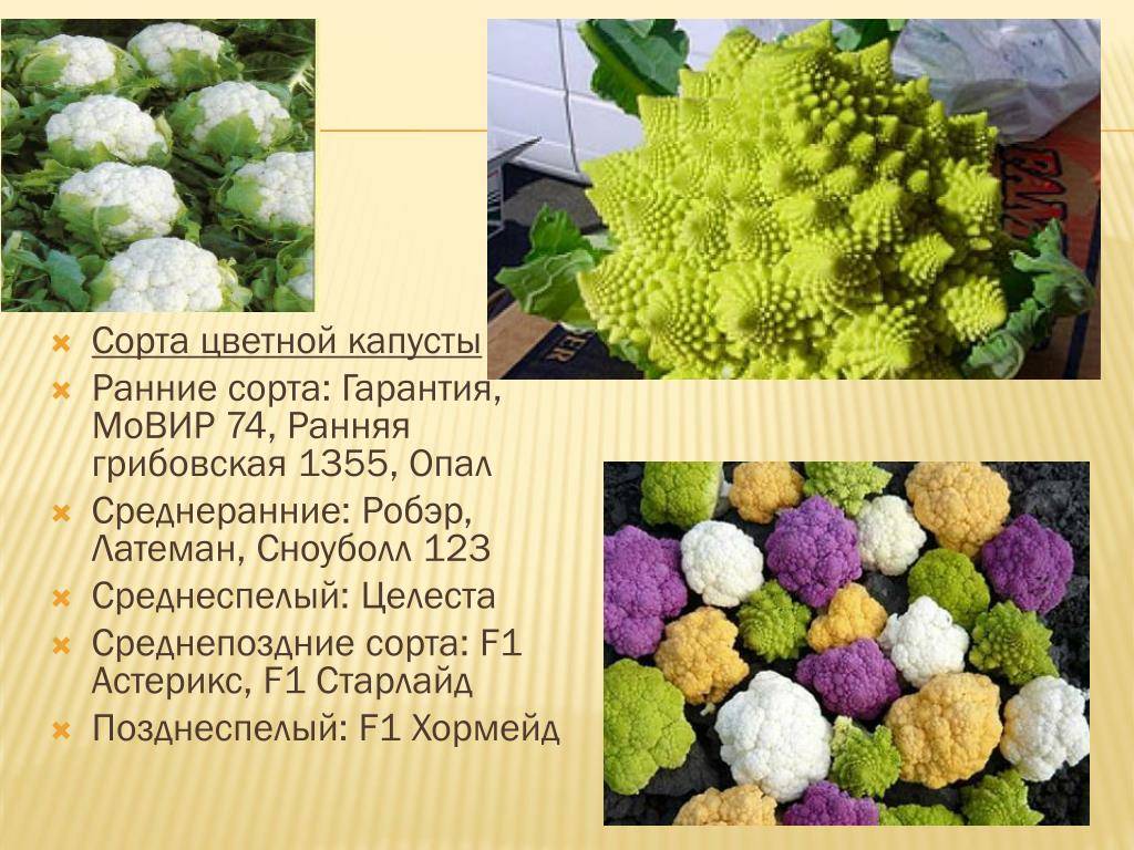 Сорта цветной капусты: фото с названием, описанием и характеристиками, отзывы огородников