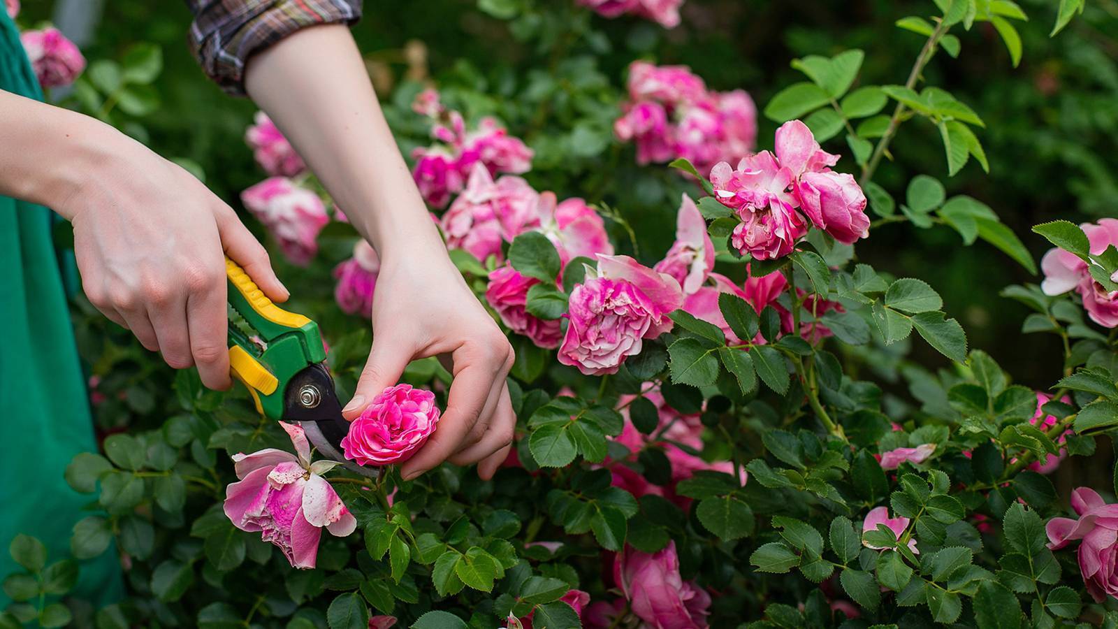 Правила подкормки роз во время цветения, как продлить бутонизацию