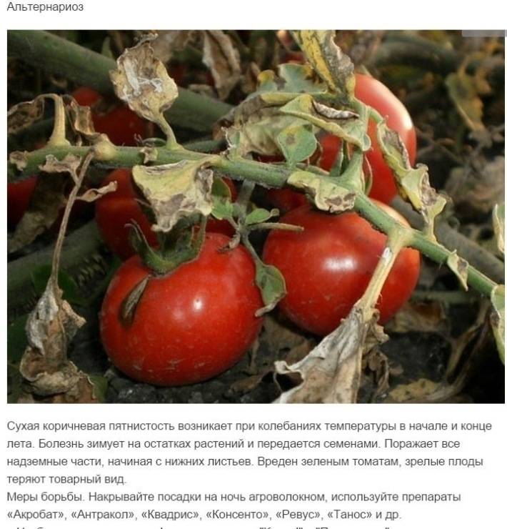 Столбур (фитоплазмоз) томатов: меры борьбы и профилактика