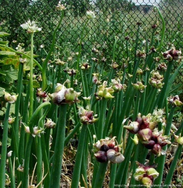 Многоярусный лук: посадка и уход, секреты выращивания — когда сажать лук многоярусный — про огород