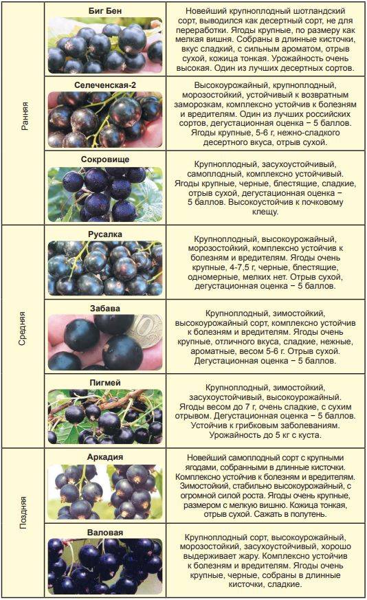 Смородина багира: описание и характеристики сорта, посадка и уход, отзывы с фото