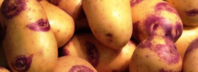 Картофель иван да марья — описание сорта с фото, посадка и уход