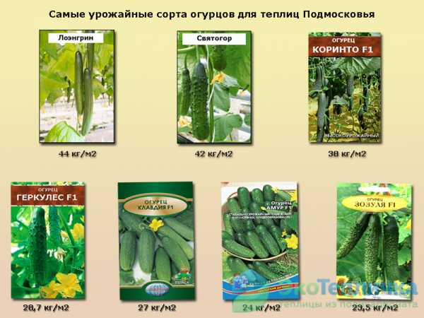 Сорта огурцов для теплицы: описания, фото, рекомендации по выращиванию