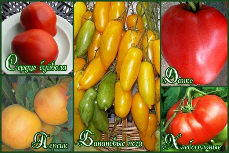 Лучшие сорта томатов для беларуси: для открытого грунта, для теплиц