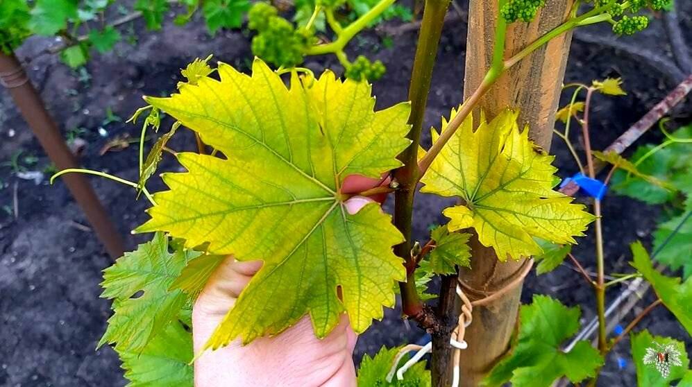 Почему желтеют листья винограда: что делать, как и чем лечить хлороз