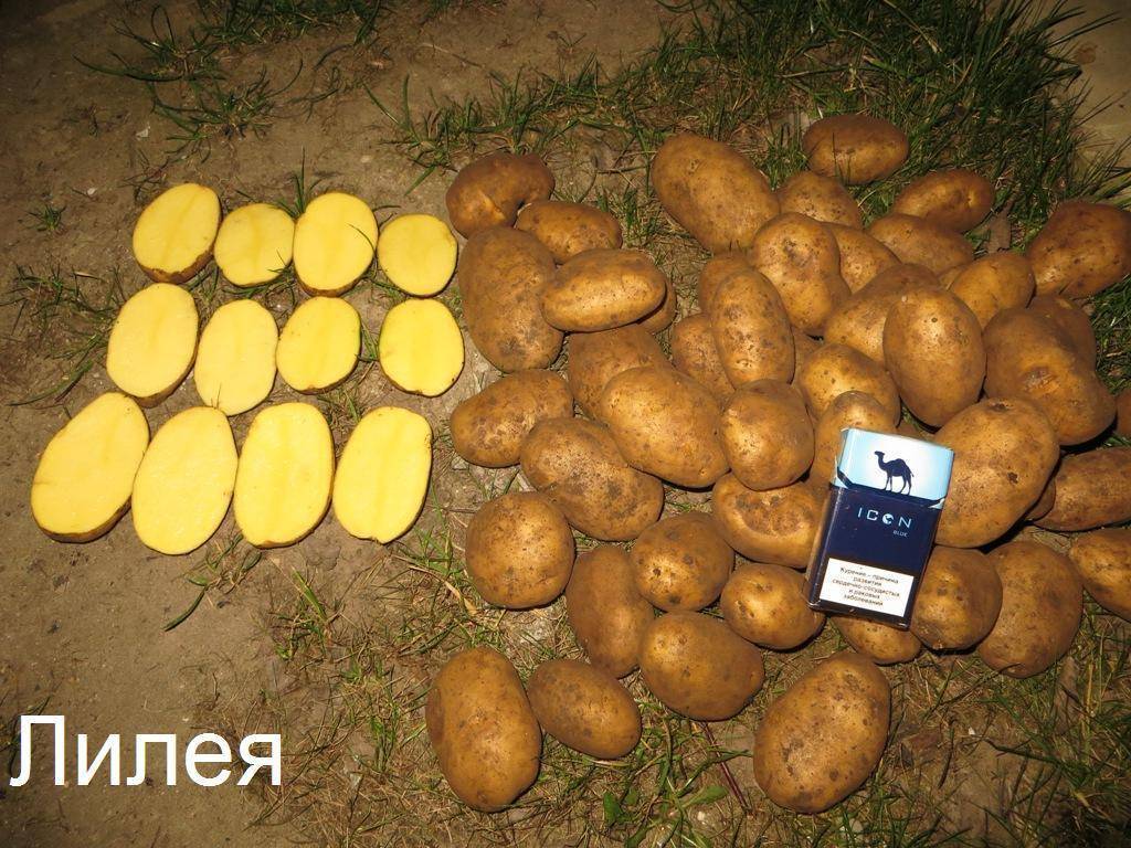 ᐉ сорт картофеля «бриз» – описание и фото - roza-zanoza.ru
