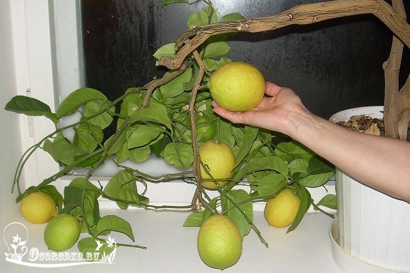Посадка и выращивание лимона дома из косточки