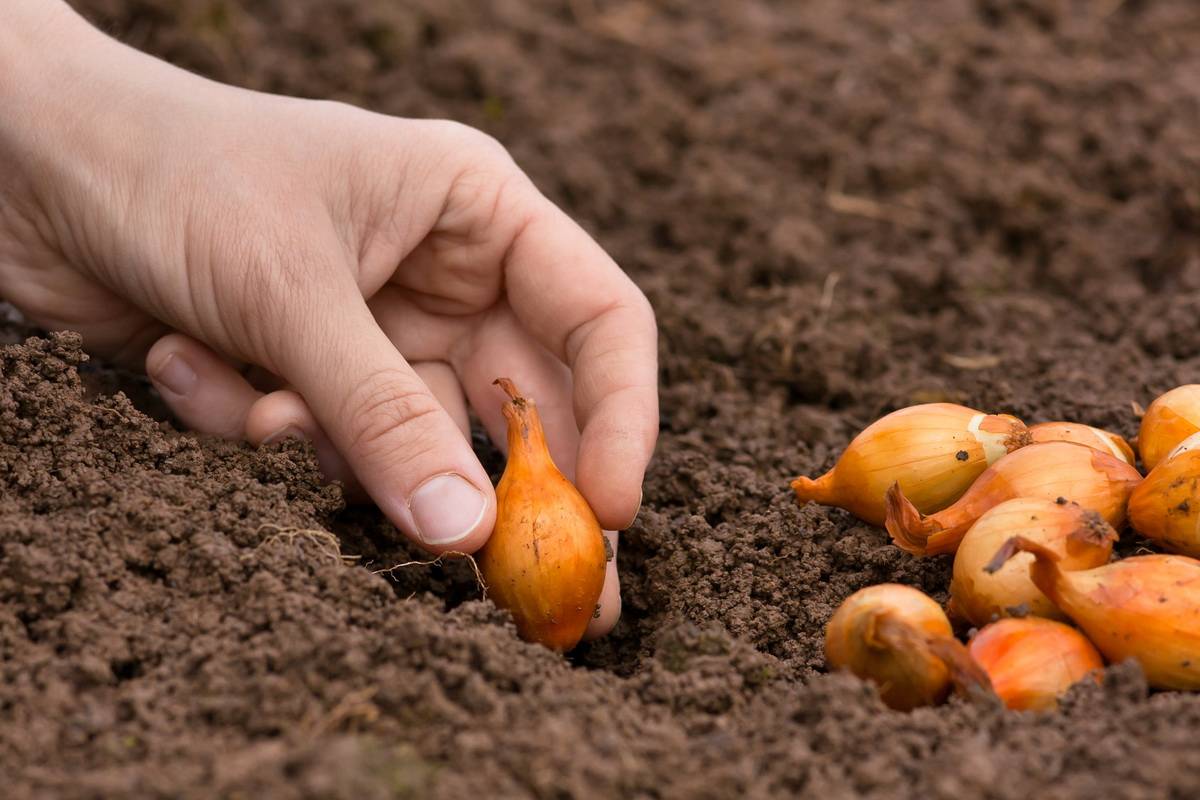 Как посадить лук-севок весной: особенности подготовки, посадки и ухода