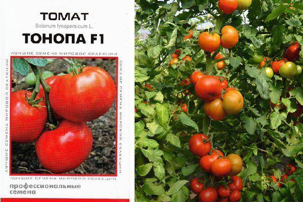 Описание томата Тонопа f1, правила выращивания