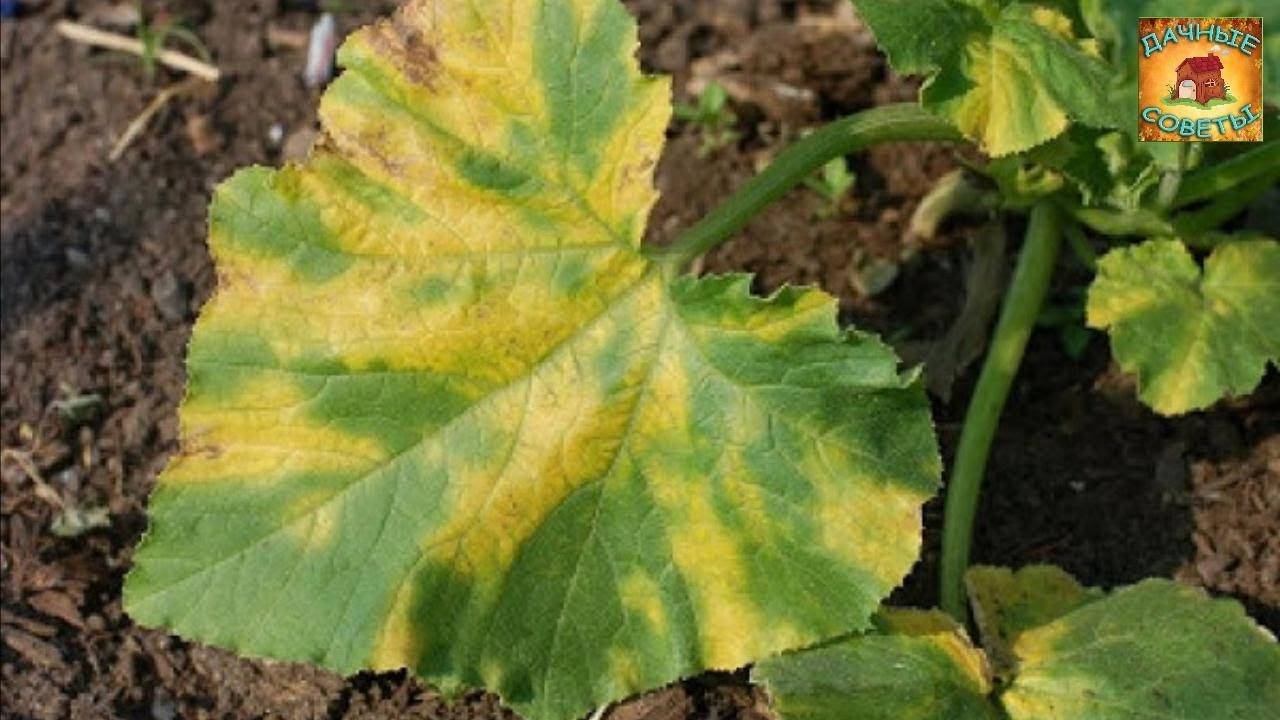 Почему у кабачков желтеют листья: все возможные причины, что в каждом случае делать и как с этим бороться