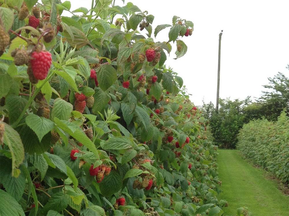 Какие ягоды посадить на новом участке, чтобы получить урожай сразу?